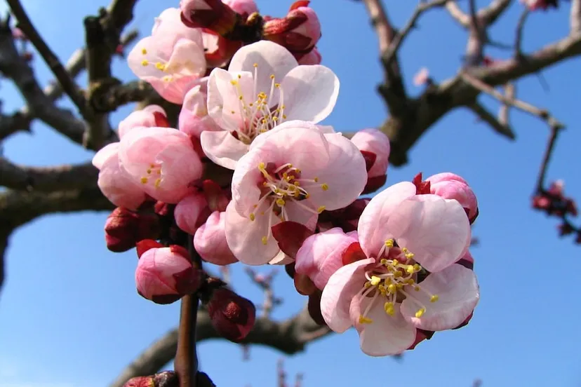 bloesem bloem voorjaar