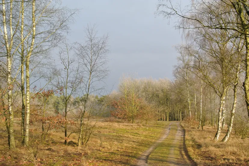 bomen en struiken in de winter lia oosterwijk
