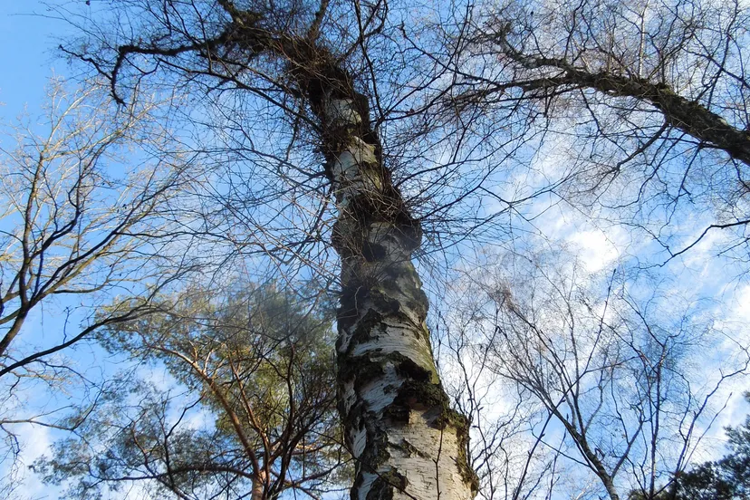 bomen herkennen in de winter nelly schouenberg
