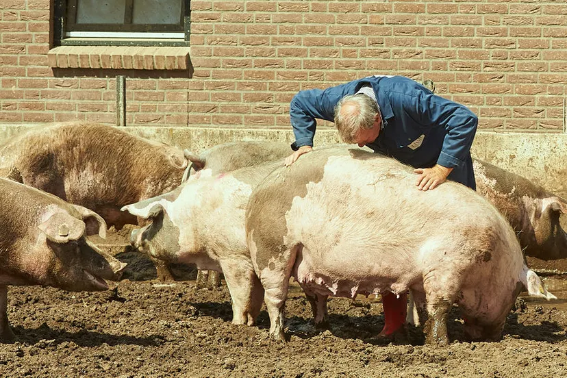 bommel van dam varkens