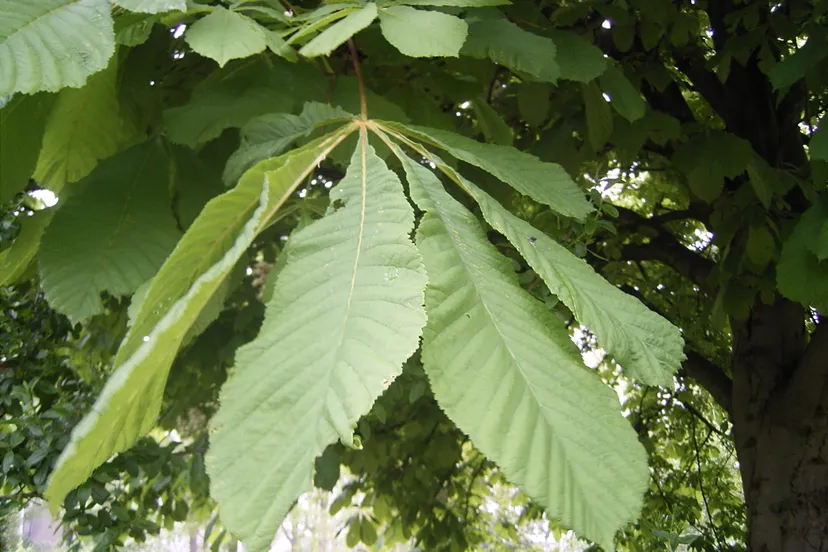 boom bladeren cc by sa 30 wikipedia
