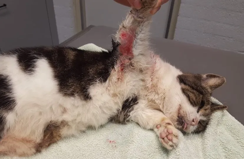 de overleden kat van monika