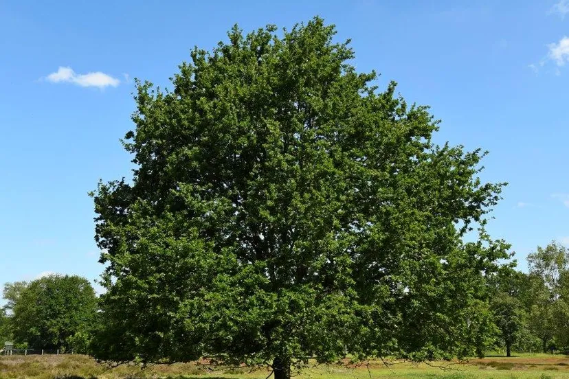 eik op de groote heide henk heijligers