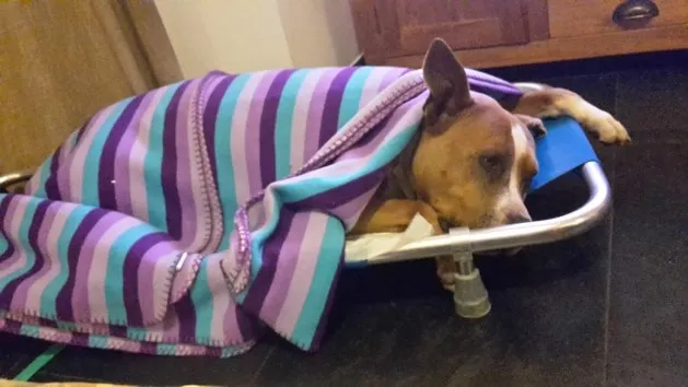 facebook kim boutenhond