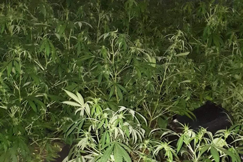 fb img 1535276323522