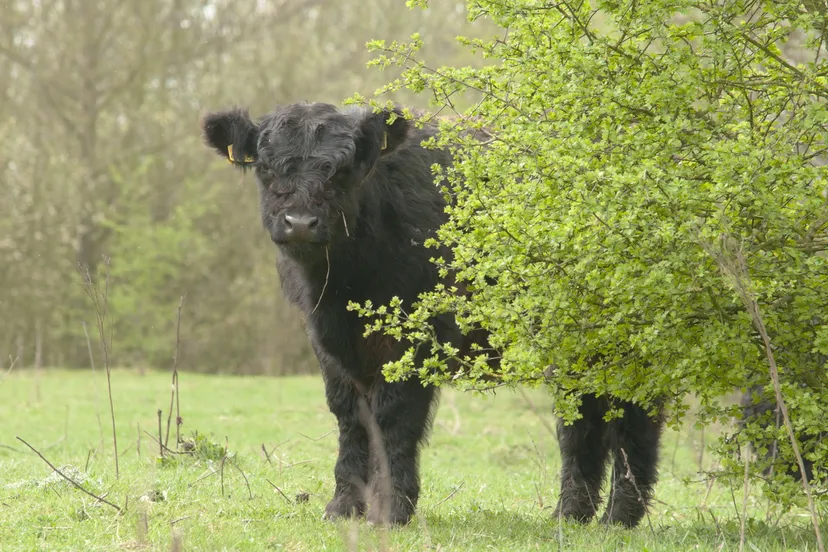 galloway stichting het limburgs landschap henk heijligers