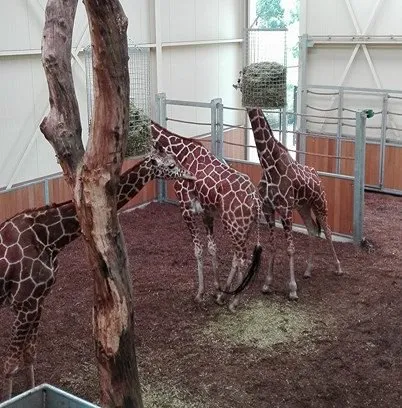 giraf zoo e1501630092240 402x408