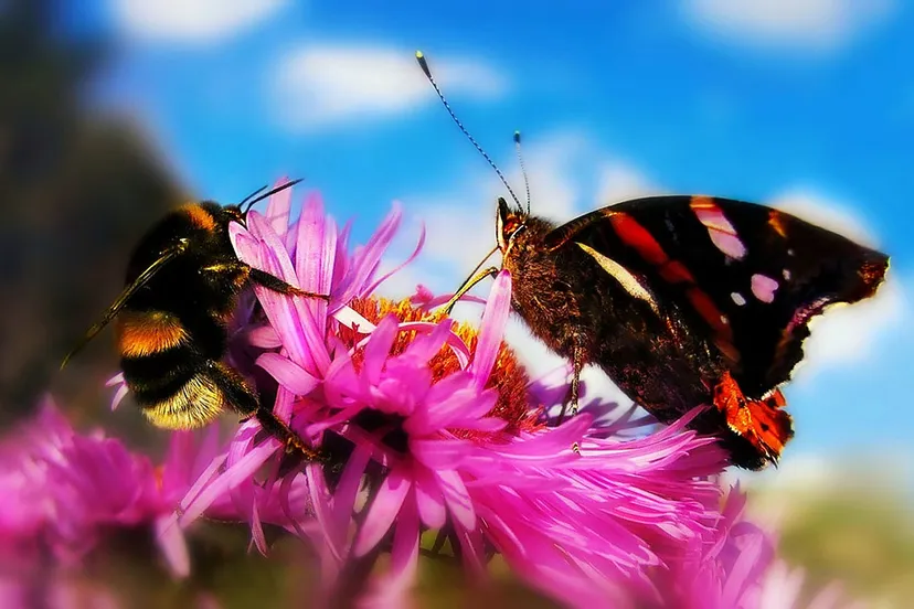 hommel vlinder tuin bloem