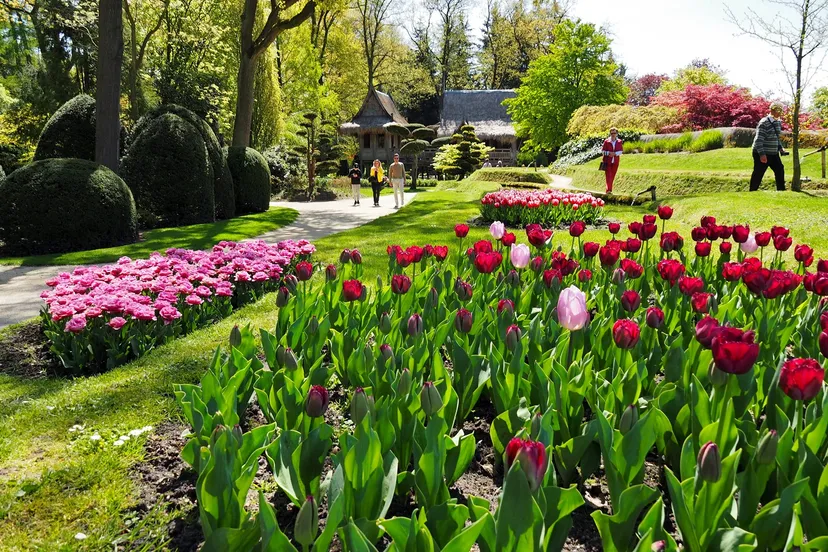 kasteeltuinenarcen bloeiendetulpen