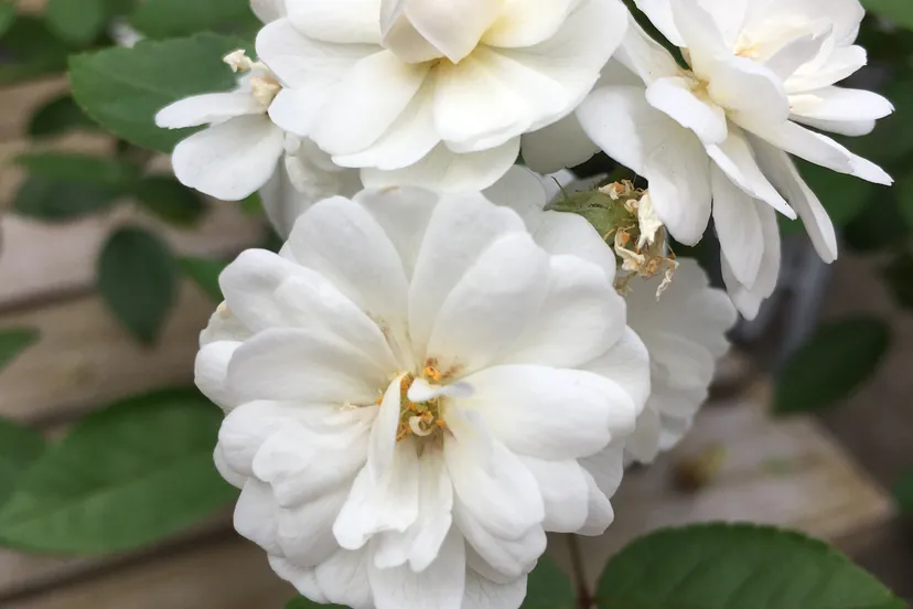 kasteeltuinenarcen rosavirgiomaria 1