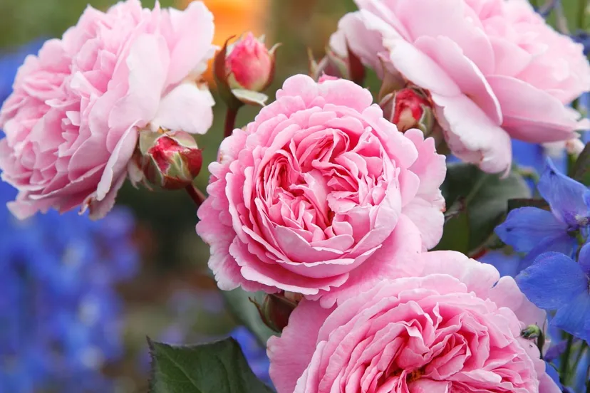kasteeltuinenarcen rozenfestijn geurensmaaktuin roosgravinmariehenriette