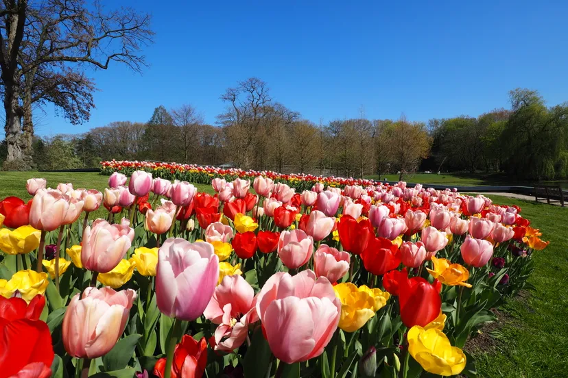 kasteeltuinenarcen vlinderlintmettulpen
