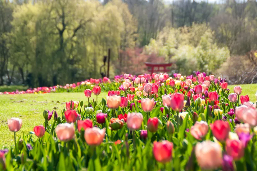 kasteeltuinenarcen voorjaar tulpen