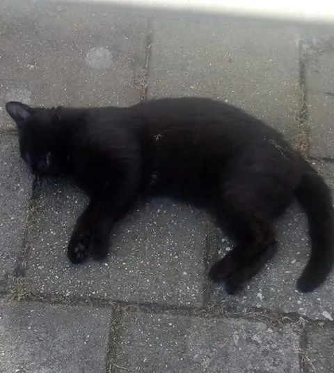 kat els e1561931264973