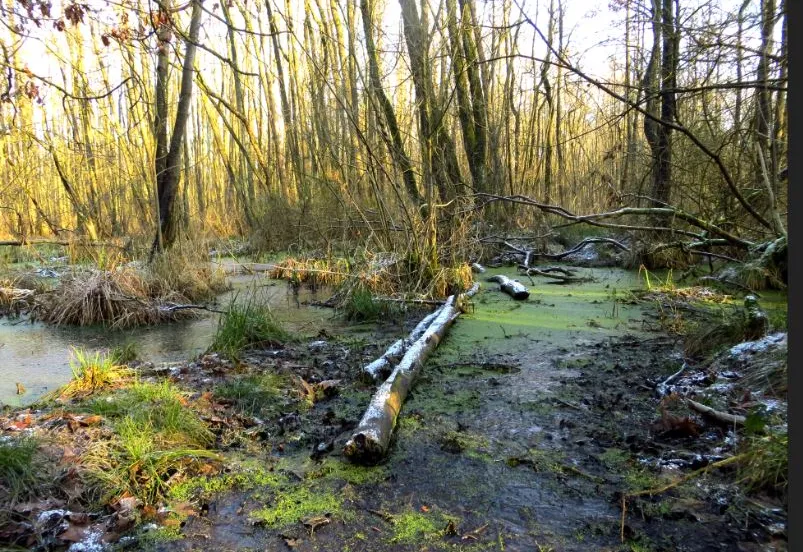 koelbroek piet fleuren