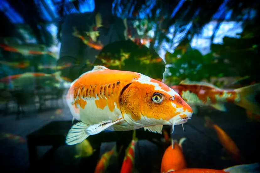 koi in casa verde kasteeltuinen arcen