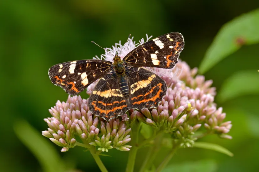 landkaartje henk heijligers