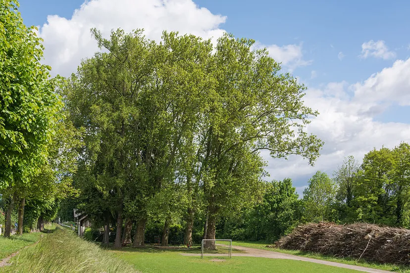 ndo 555 5 platanen enns