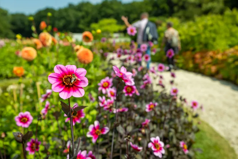 nieuwe tuin zorgt voor dronken bezoekers kasteeltuinen arcen