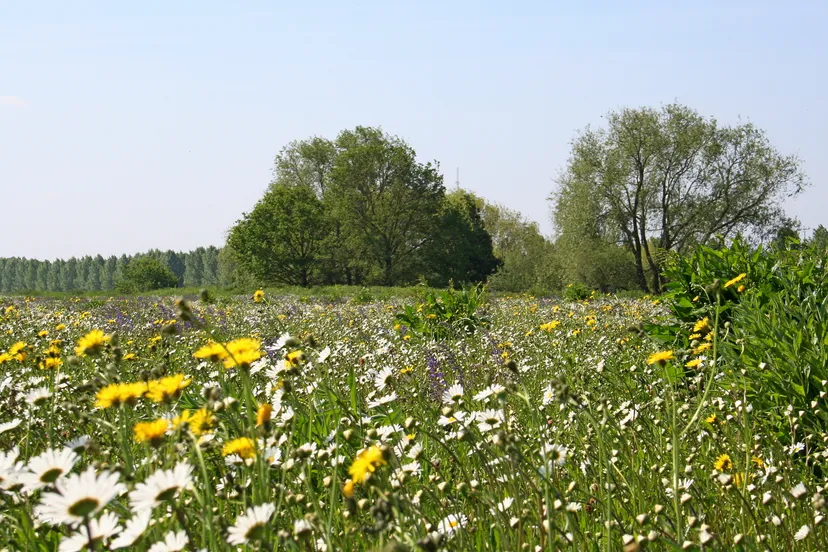 oceweerd lia oosterwijk