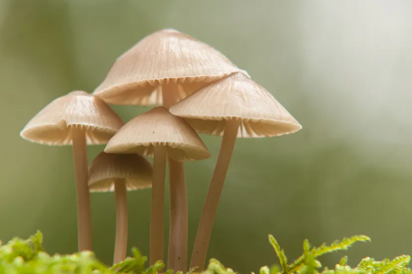 paddenstoel henk heijligers 1463