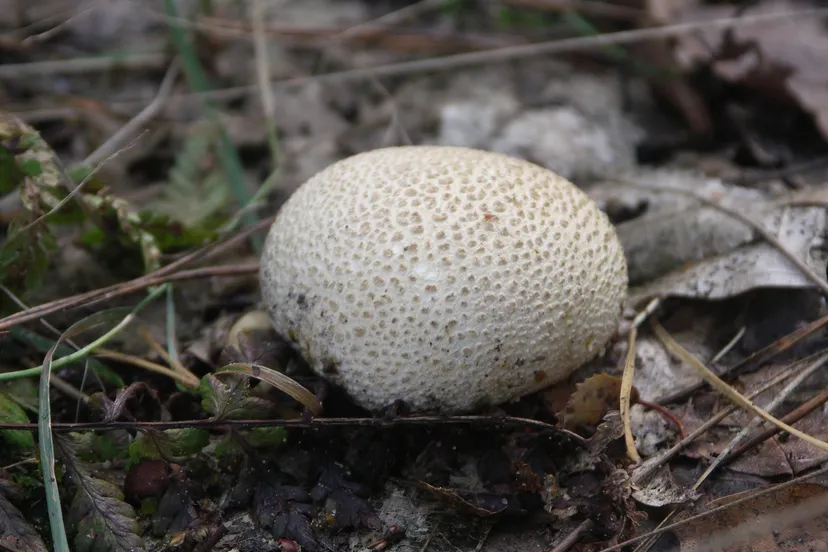 paddenstoel luuk daamen