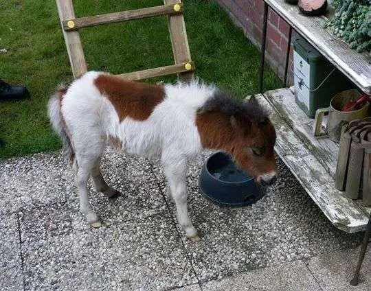 politie horst veulen