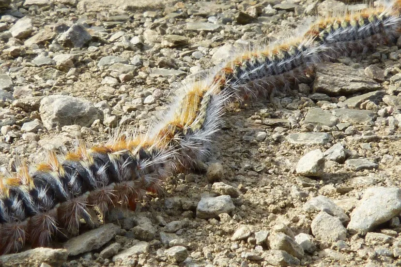 processionary 1191510 960 720 eikenprocessierups