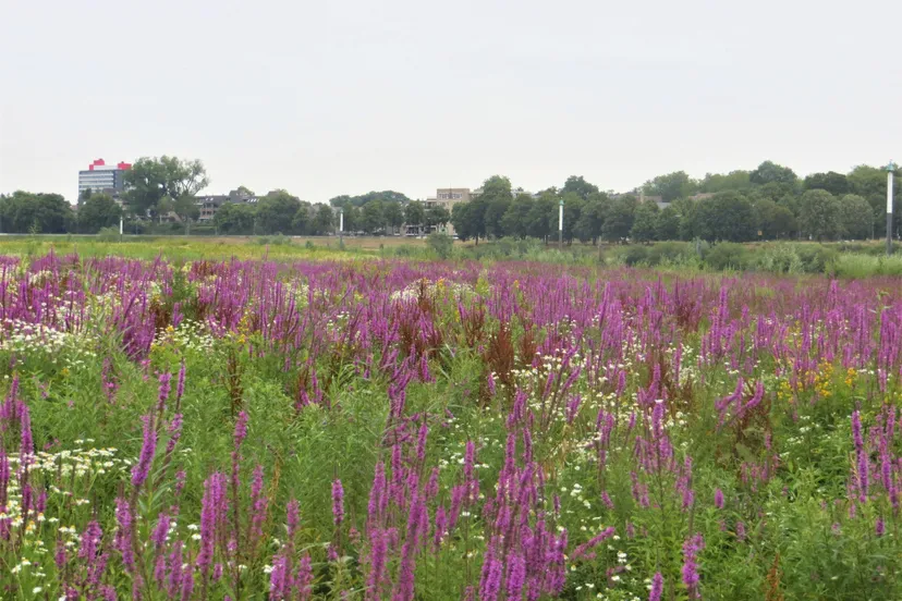 raayweiden piet fleuren
