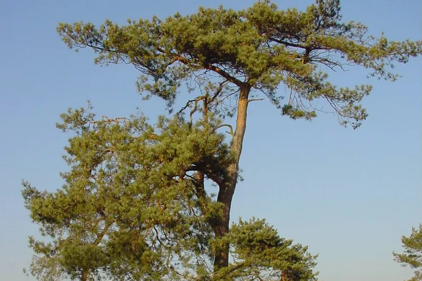 ravenvennen sll harry bussink 1 e1573145770676