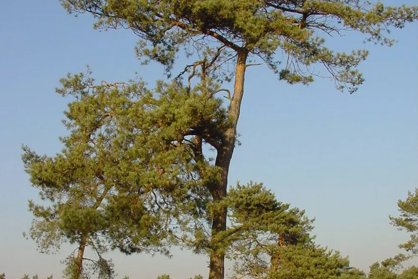 ravenvennen sll harry bussink 2 e1534162009180