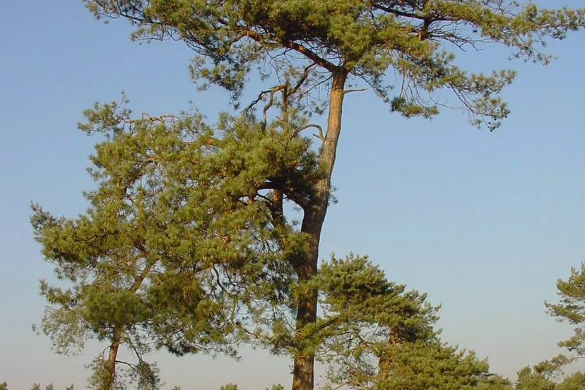 ravenvennen sll harry bussink 2 e1534162009180