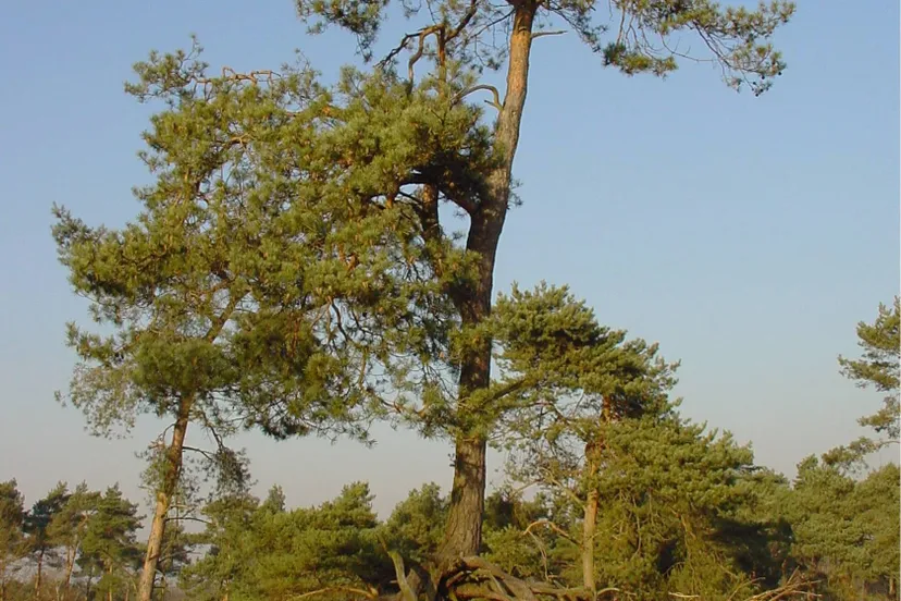 ravenvennen sll harry bussink