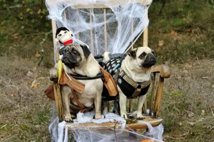 received 2513698712084237