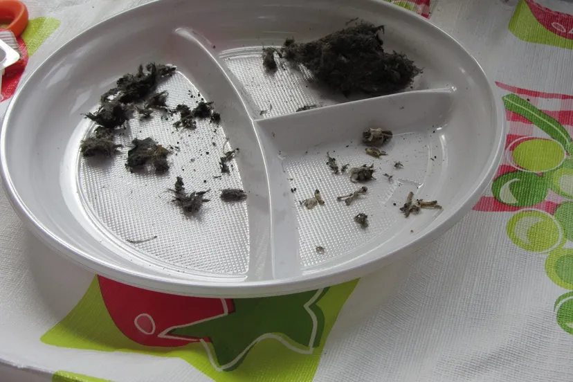 resultaat braakballen pluizen