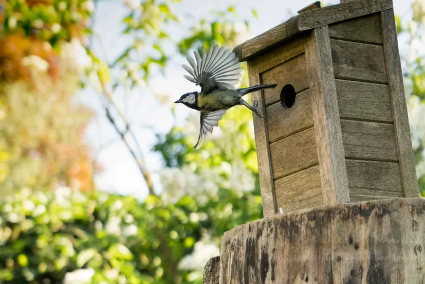robvansoest eersteprijs