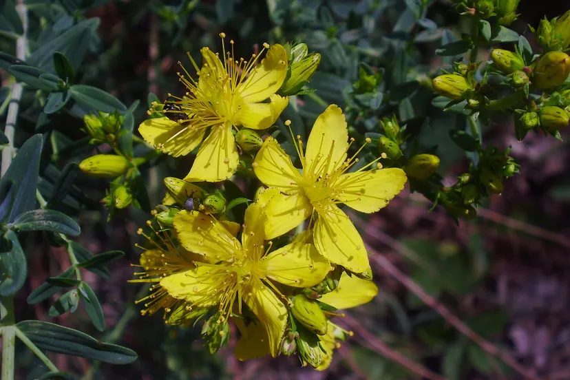 sint janskruid nelly schouenberg 1