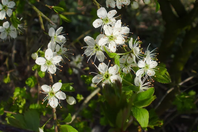 sleedoorn nelly schouenberg