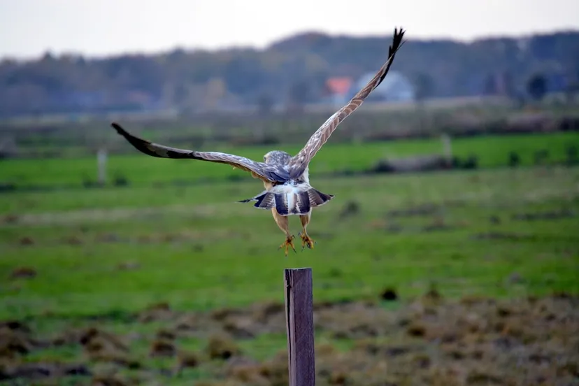 stockfoto buizerd