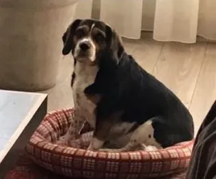 toetje e1509041113368