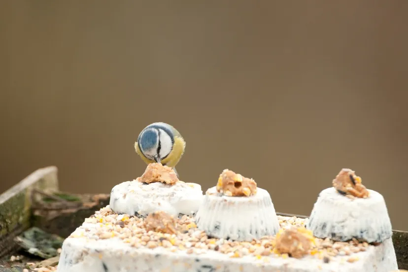 vogeltaart henk heijligers