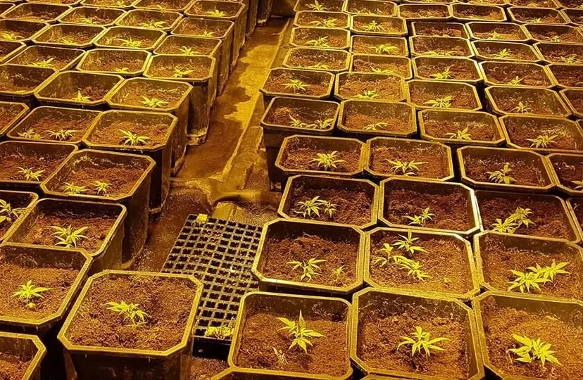 wietplantagevenlo weet drugs