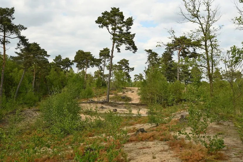 ravenvennen zomer henk heijligers