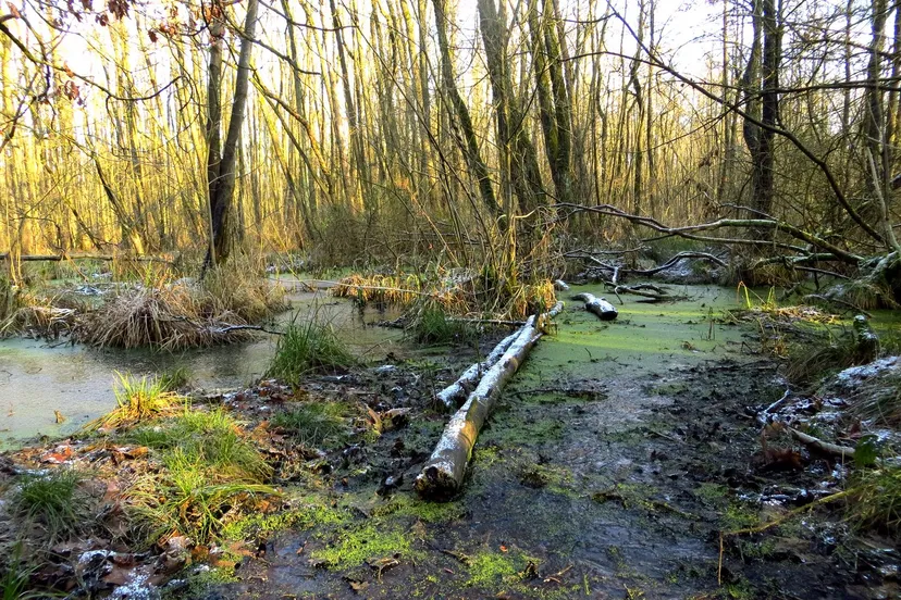 koelbroek piet fleuren