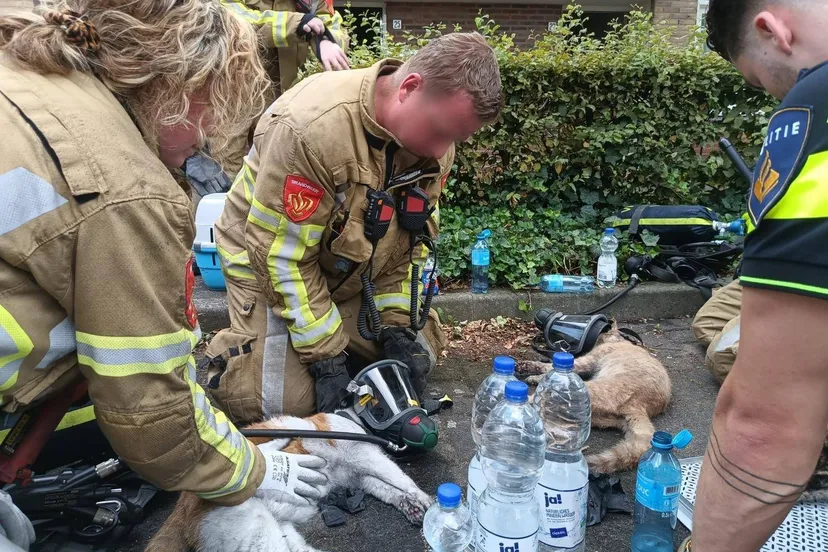 514253058_1144991400986606_2812050611870826495_n