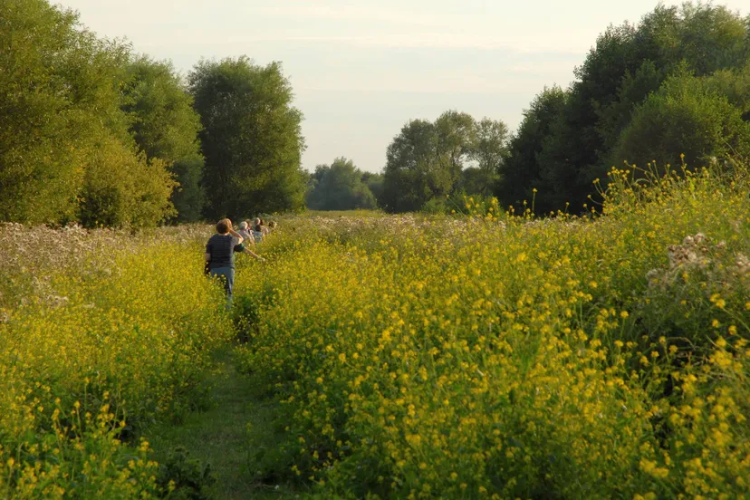 Romeinenweerd - Henk Heijligers