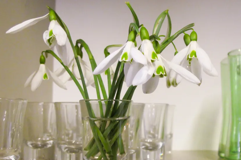 01 sneeuwklokjesfeest 1 img 2595