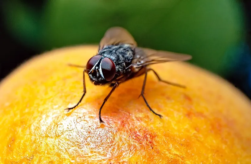 16 vlieg madarijn jerzy gorecki pixabay