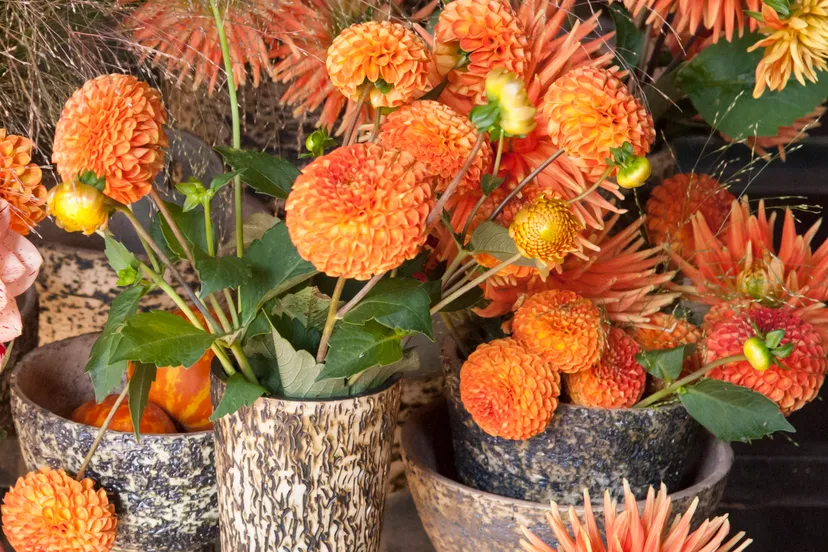 35 dahlia en tuinbrocantedgn 2 evl2981