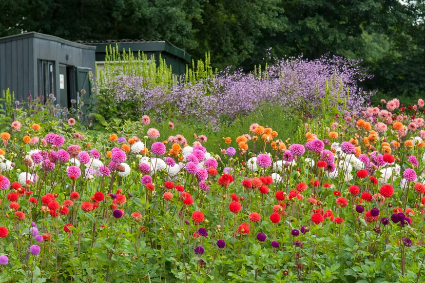 42 zomerbloemenfestijn 4 evn5294 kopie